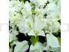 White Bougainville Flowering Plant