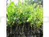 Yellow Malta-Grafting Fruit Plant
