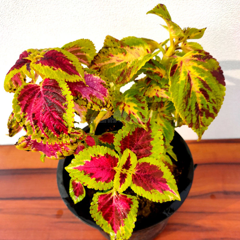 Coleus Bicolor Plant