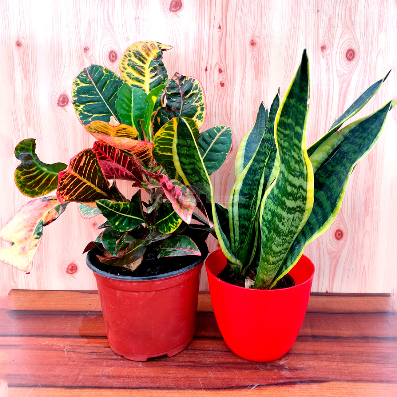 Combo of  Snake - Sansevieria Trifasciata & Croton Plant
