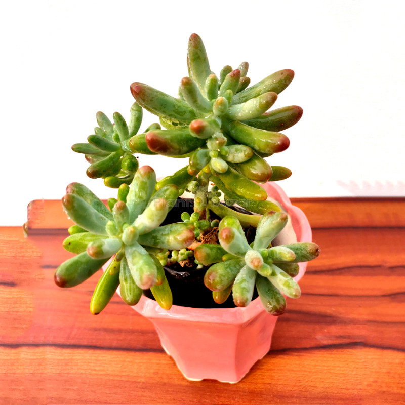 Sedum rubrotinctum Aurora - Succulent Plant