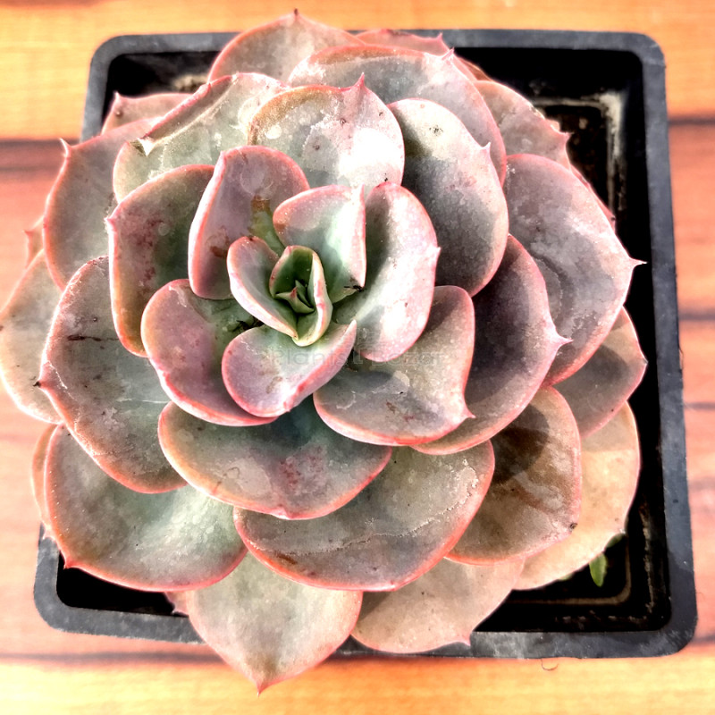Echeveria, Echeveria derenbergii - Succulent Plant