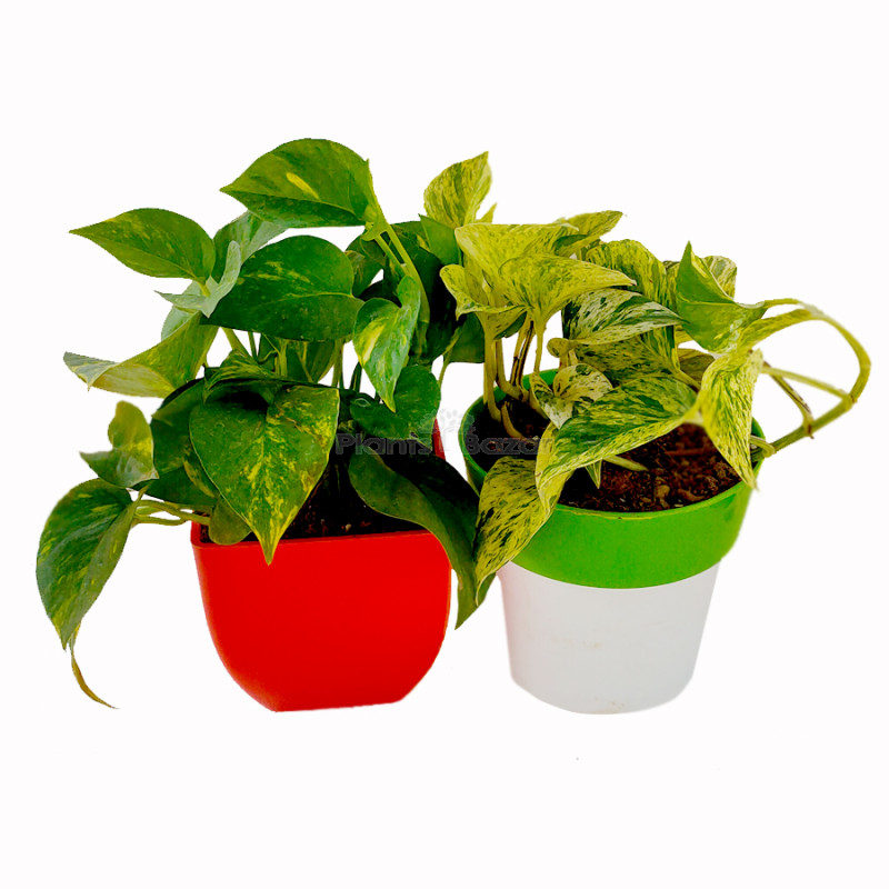 Combo of Marble & Green Variegated Money Plant