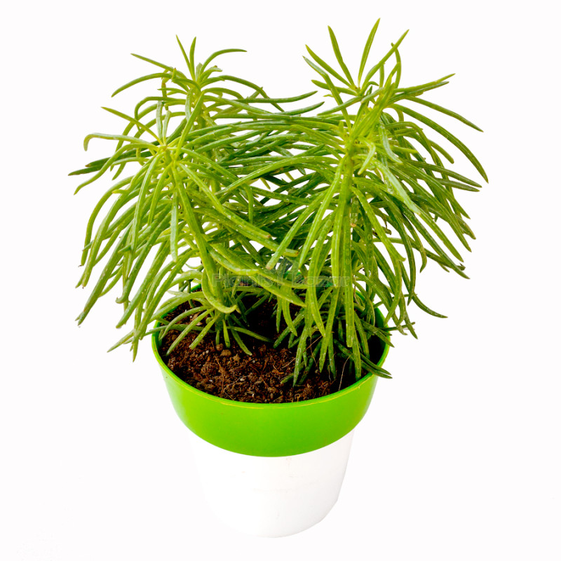 himalaya Plant