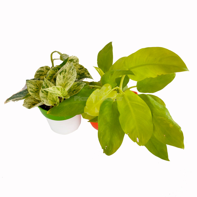 Combo of Philodendron Ceylon Golden & Marble Money Plant