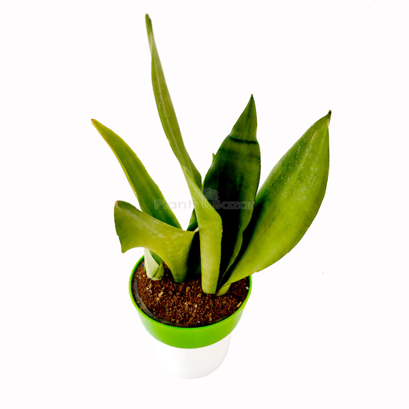 Sansevieria Moonshine - Snake