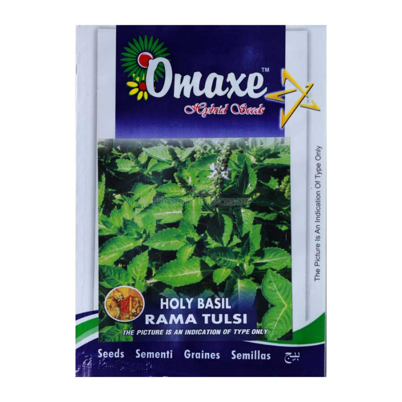 Holy Basil Rama Tulsi Seeds Herb Seeds (pack of 5)