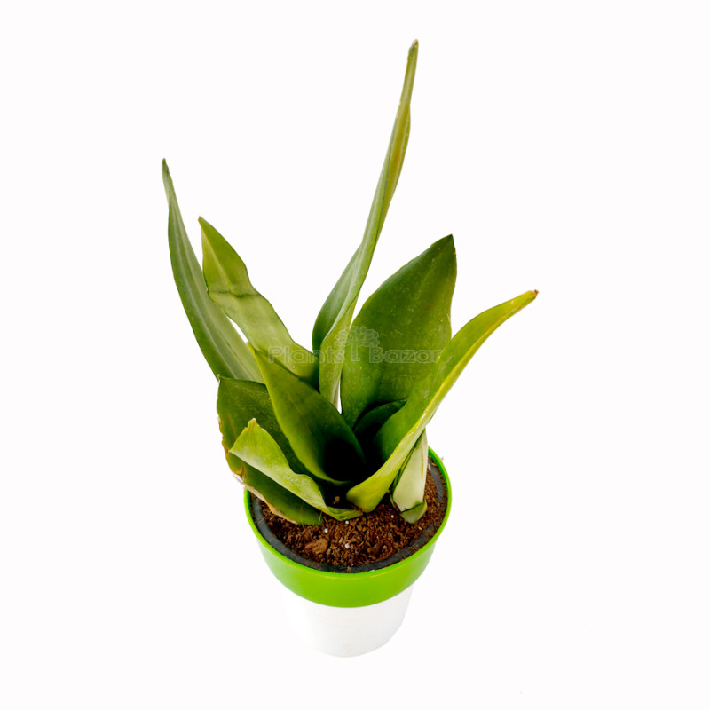 Sansevieria Moonshine - Snake