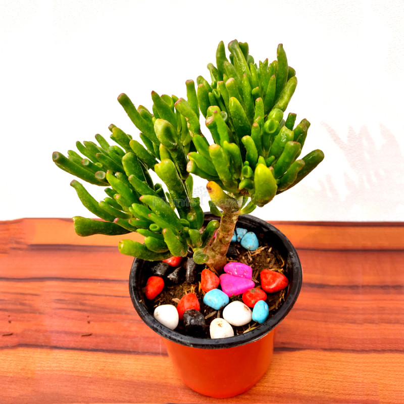 Crassula Ovata Gollum