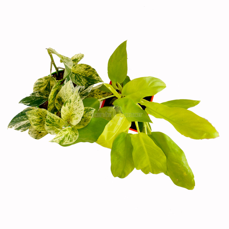 Combo of Philodendron Ceylon Golden & Marble Money Plant