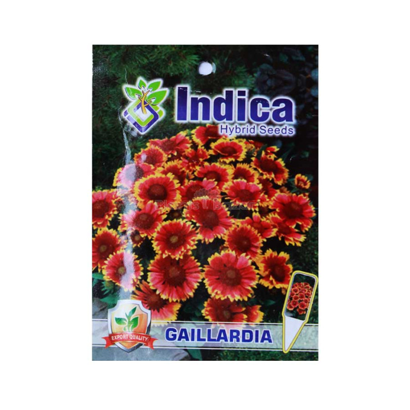 Gaillardia Flower Hybrid Seeds (pack of 5)