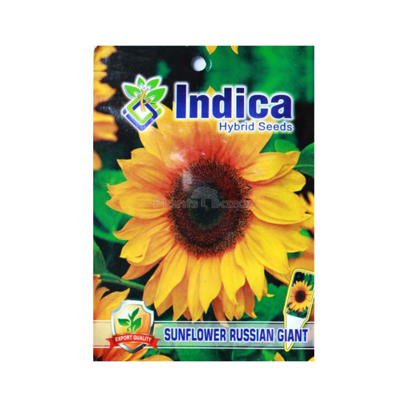 Sunflower Russian Giant Flower Hybrid Seeds (pack of 5)