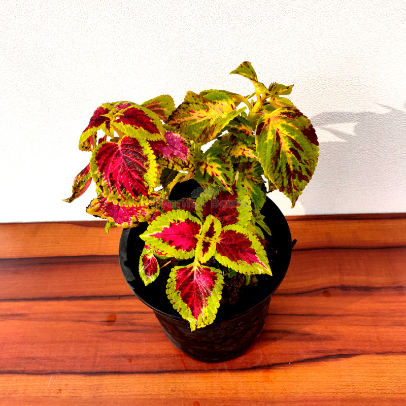 Coleus Bicolor Plant