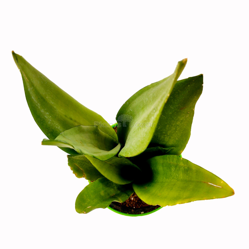 Sansevieria Moonshine - Snake