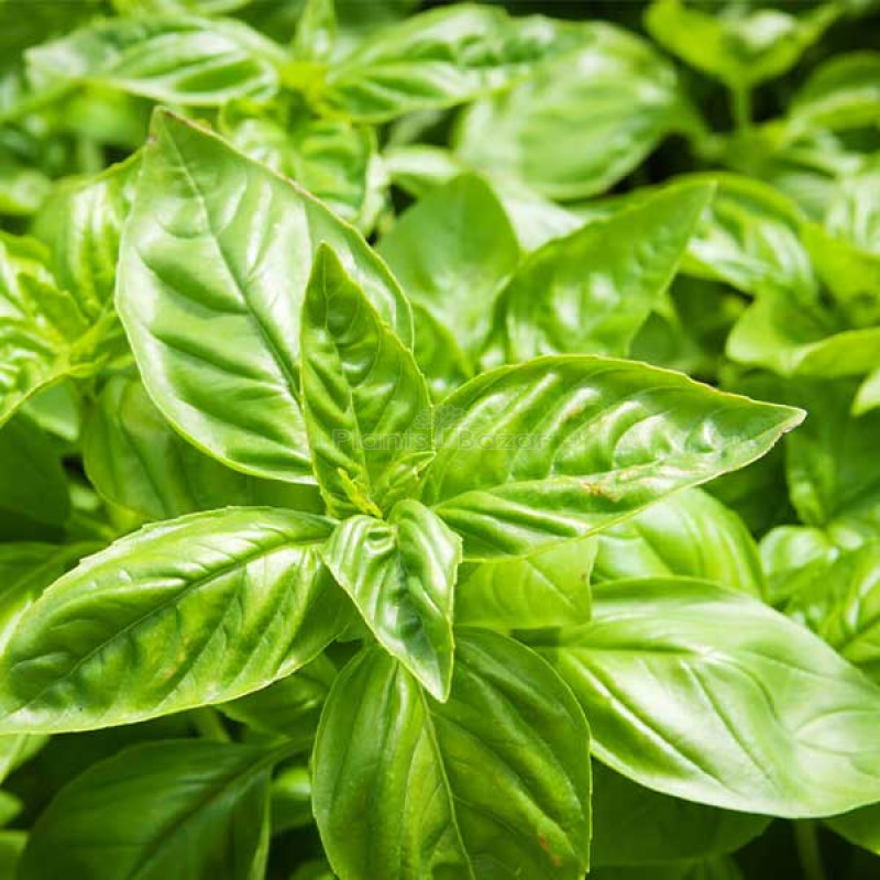 Basil Greek Herb Seeds