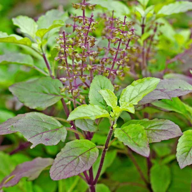 Basil Shyama Tulsi Seeds