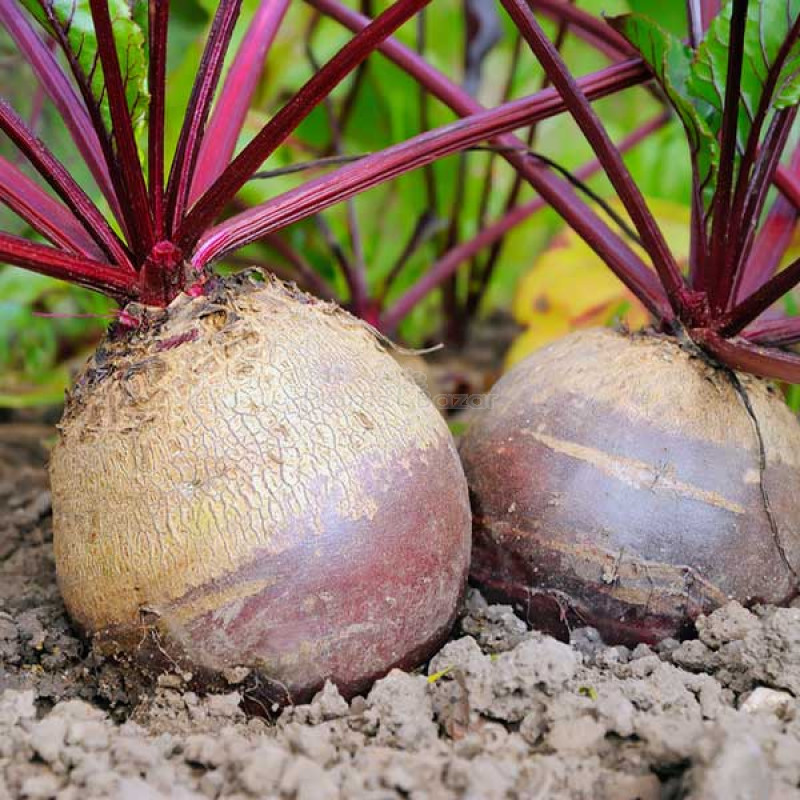 Beetroot Seeds