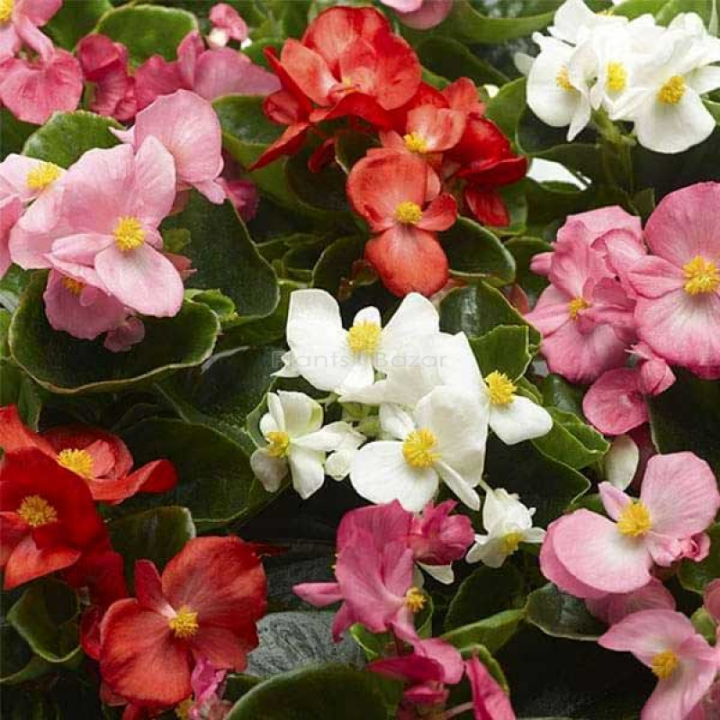 Begonia Semperflorens Mixed Color Flowering Seeds