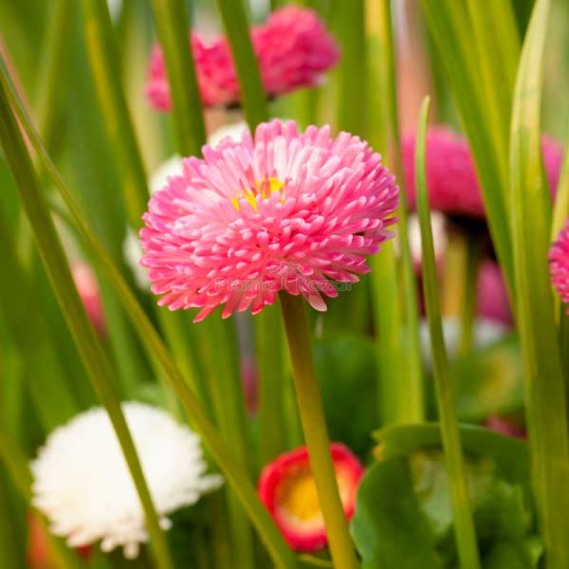 Bellis Perensis Daisy Mixed Color Flowering Seeds