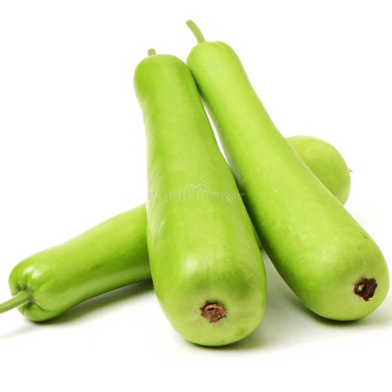 Bottle Gourd Pusa Naveen - Vegetable Seeds