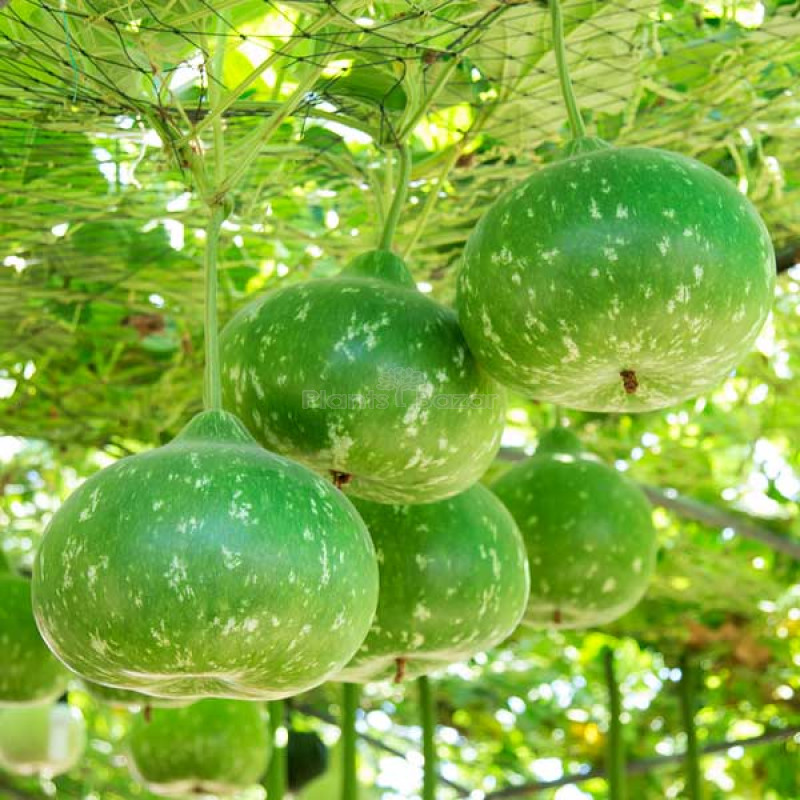Bottlegourd Round - Vegetable Seeds