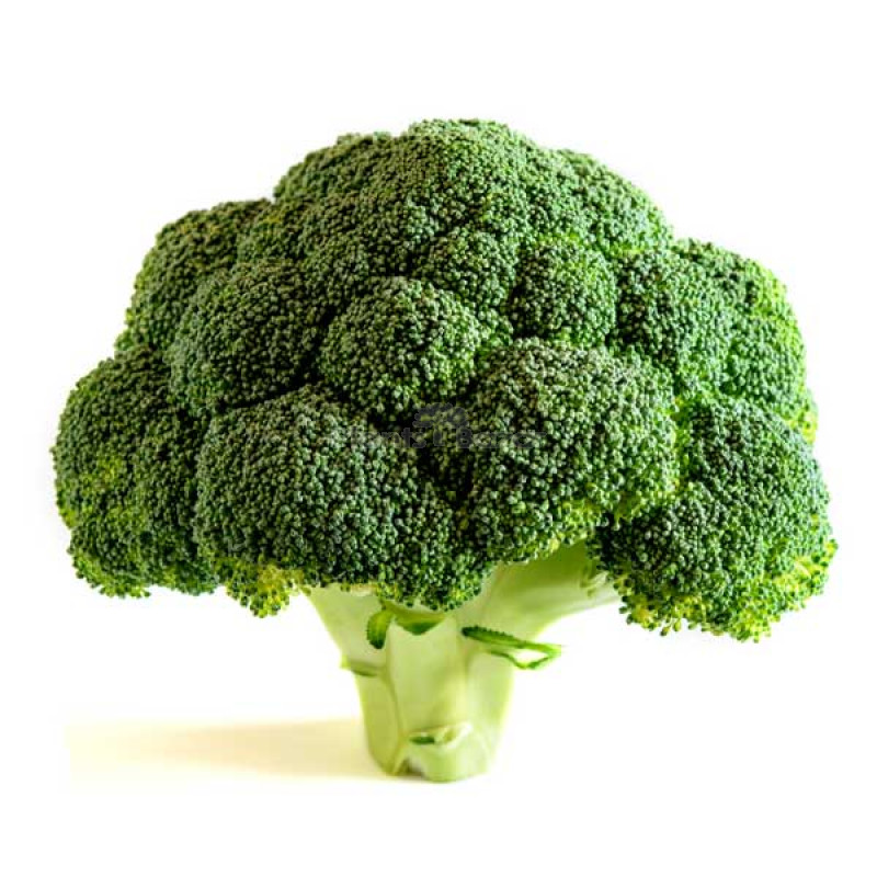 Cabbage Green Ball - Vegetable Seeds