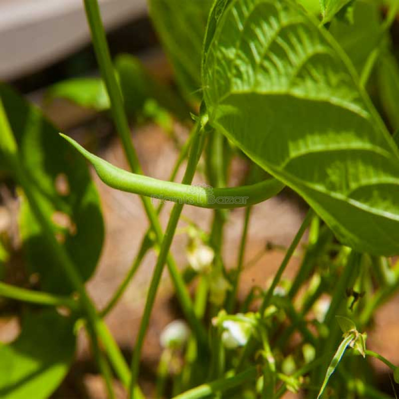 Bush Beans - Vegetable Seeds