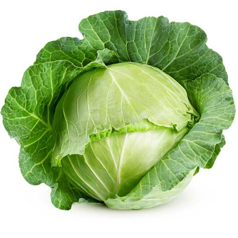 Cabbage Special Pride - Vegetable Seeds