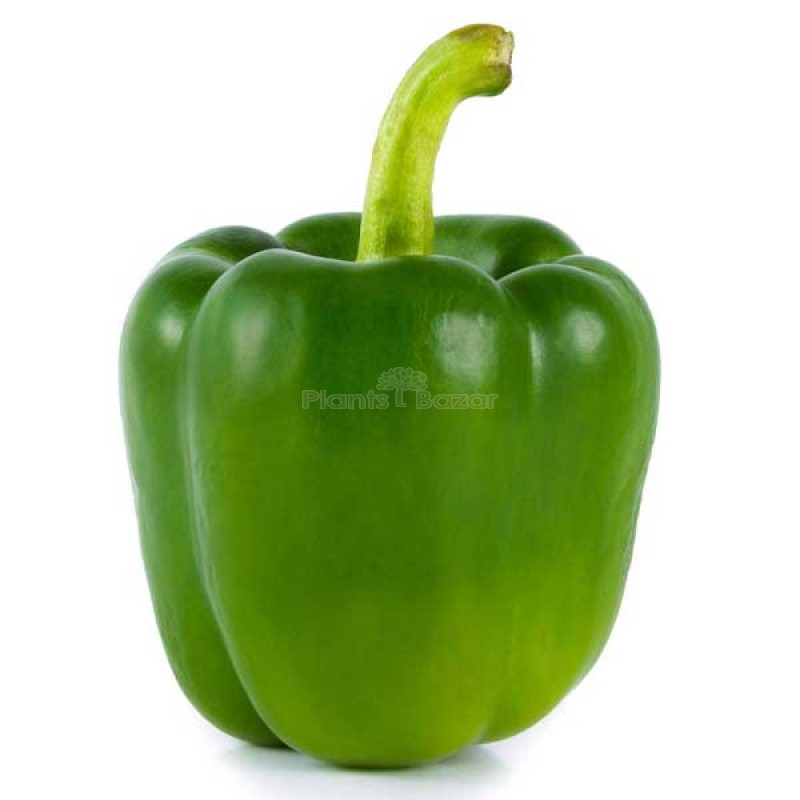 Capsicum California Wonder - Desi Vegetable Seeds