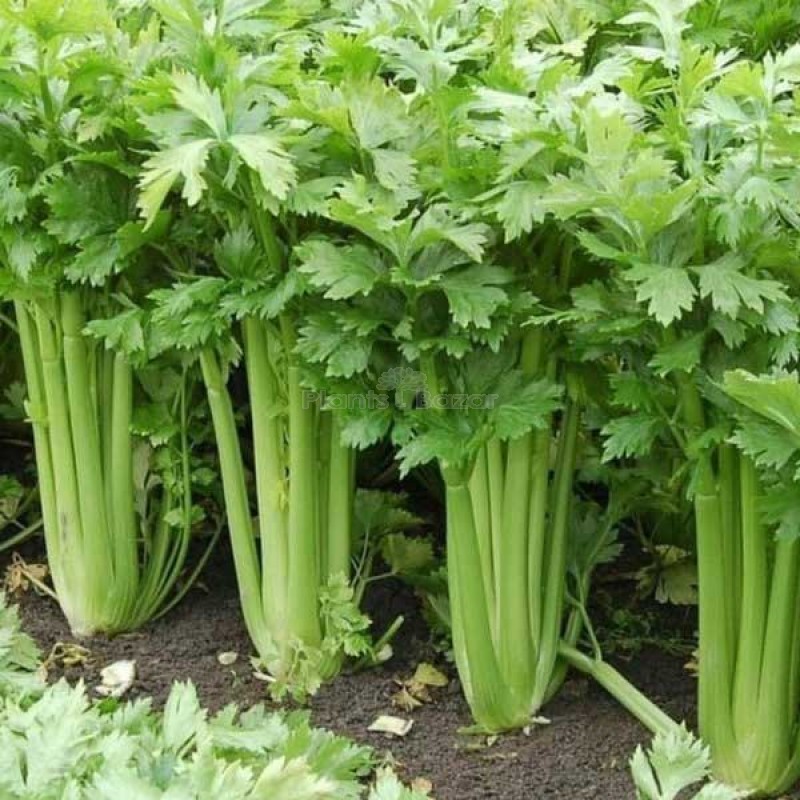 Celery Imported Celery Tall Utah  Vegetable Seeds