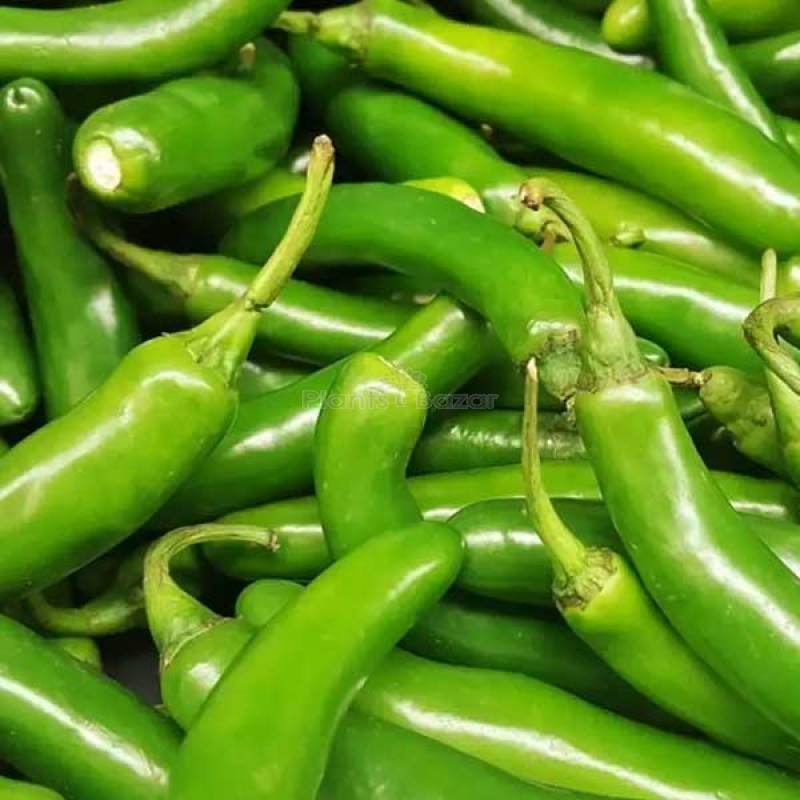 Chilli G 4 - Vegetable Seeds