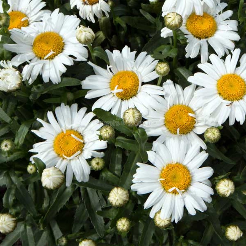 Chrysanthemum Alaska White Flowering Seeds