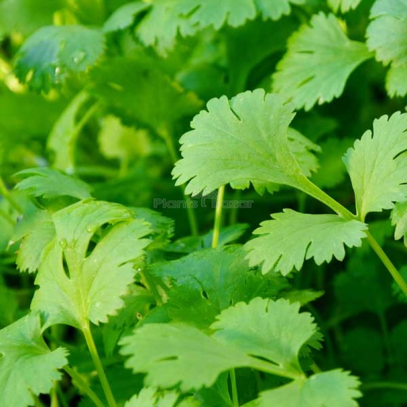 Coriander Green Aroma - Vegetable Seeds