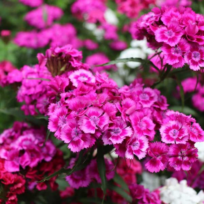 Dianthus Baby Doll Mixed Color Flowering Seeds
