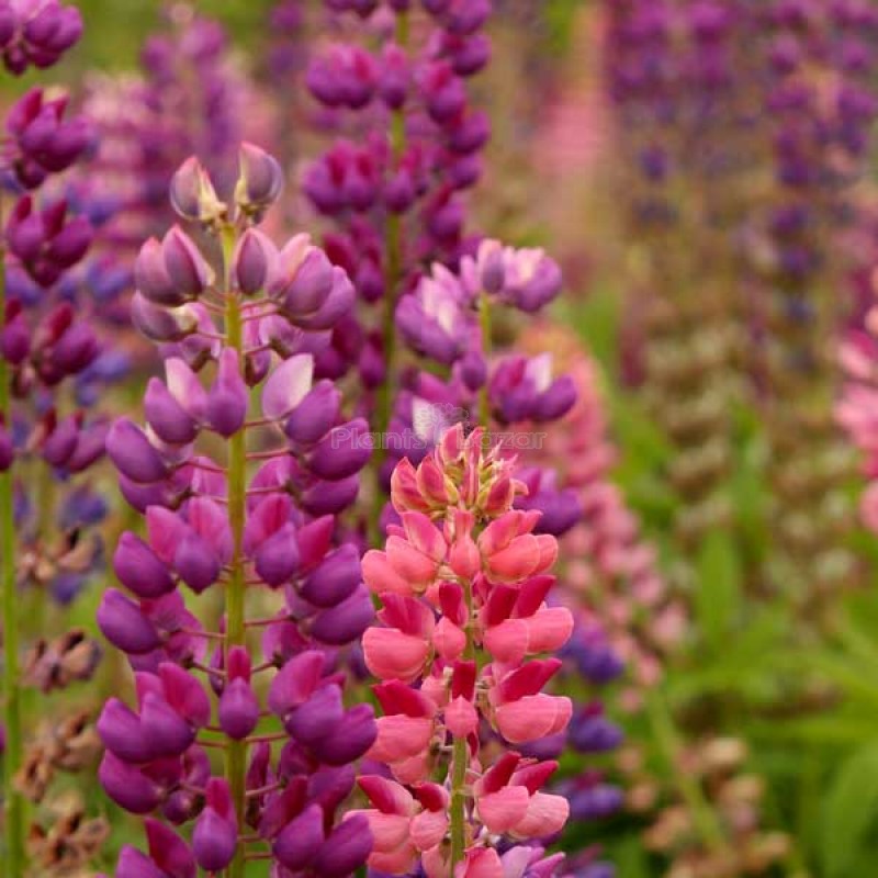 Digitalis Purpurea Common Foxglove Mixed Color Flowering Seeds