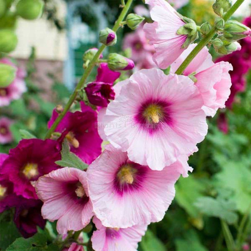 Hollyhock Malva Flowering Seeds