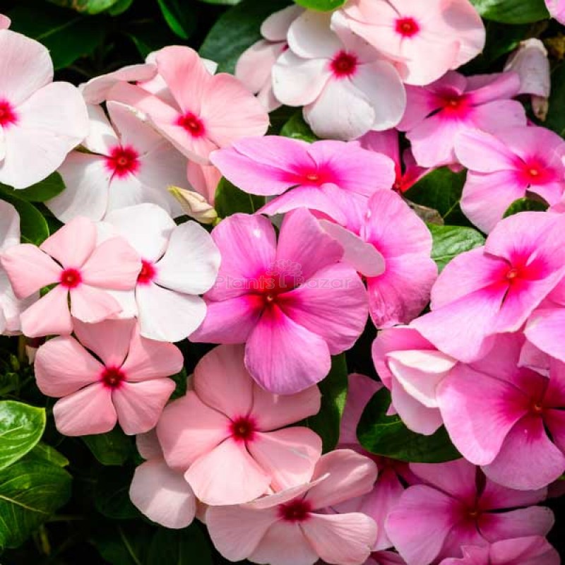 Impatiens Baby Mixed Color Flowering Seeds