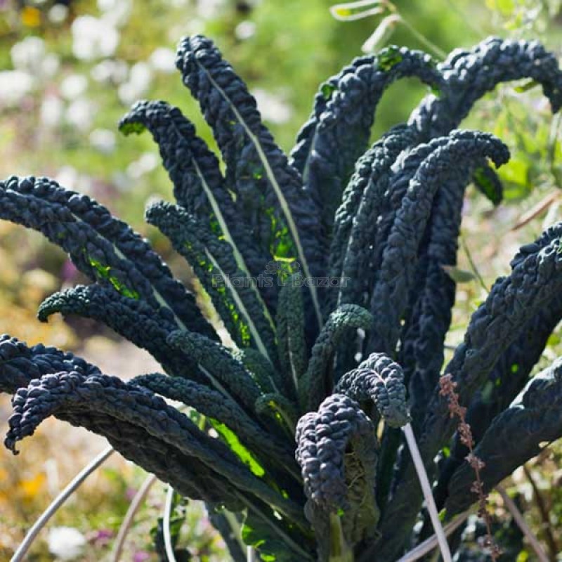 Kale Cavolo Nero Vegetable Seeds