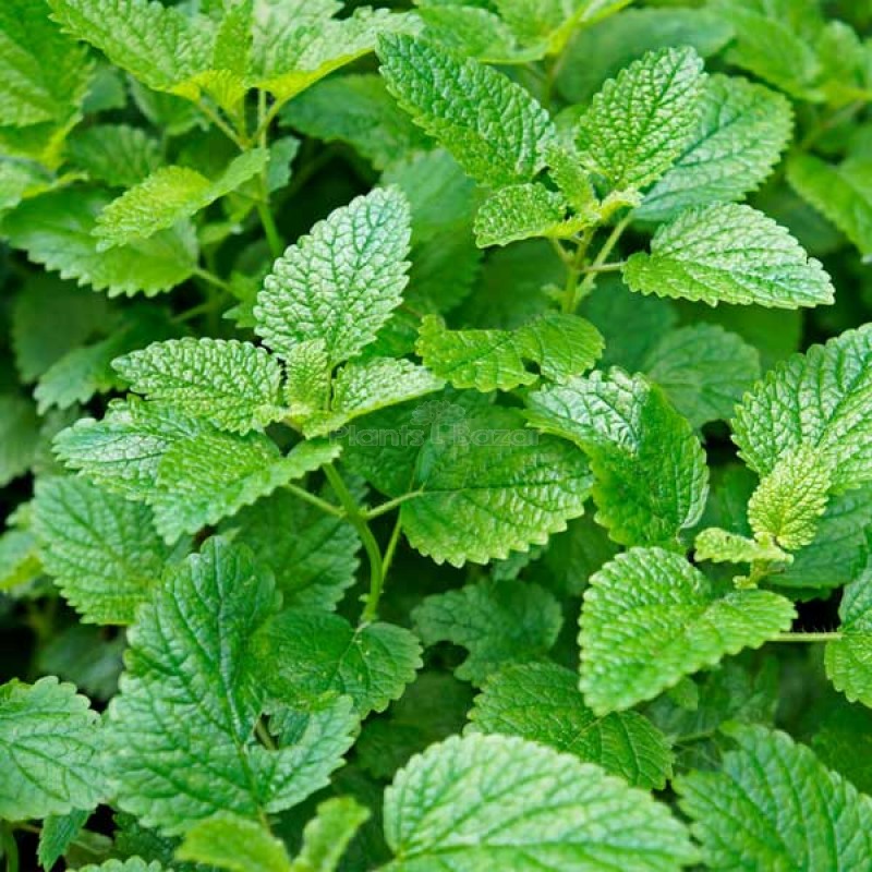 Lemon Balm Herb Seeds