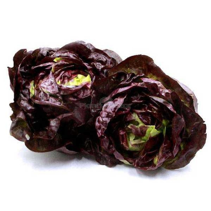 Lettuce Butter Head Red Vegetable Seeds