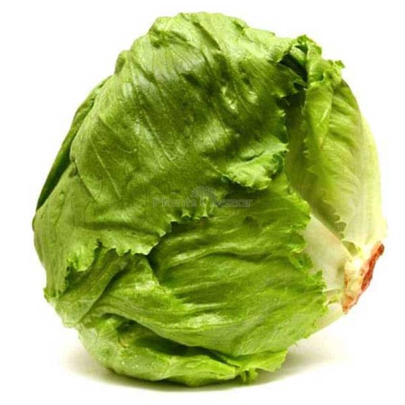 Lettuce Ice Berg Crispiano Vegetable Seeds