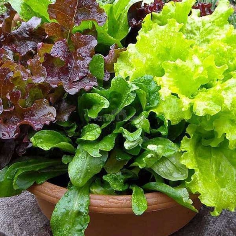 Lettuce Misticanza Vegetable Seeds