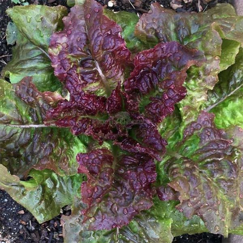 Lettuce Prize Head Vegetable Seeds