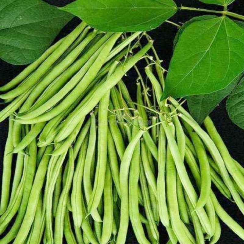 Lobia Beans - Vegetable Seeds