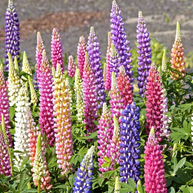 Buy Lupin Pixie Dwarf Mixed Color Flowering Seeds Online at Plants Bazar