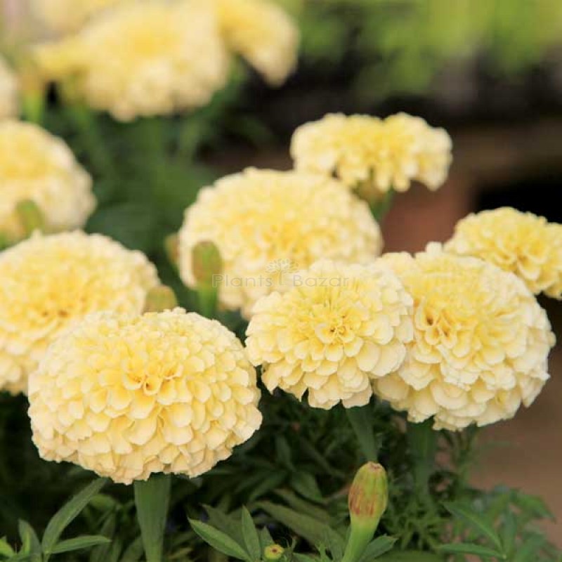 Marigold F 2 Vanilla White Flowering Seeds