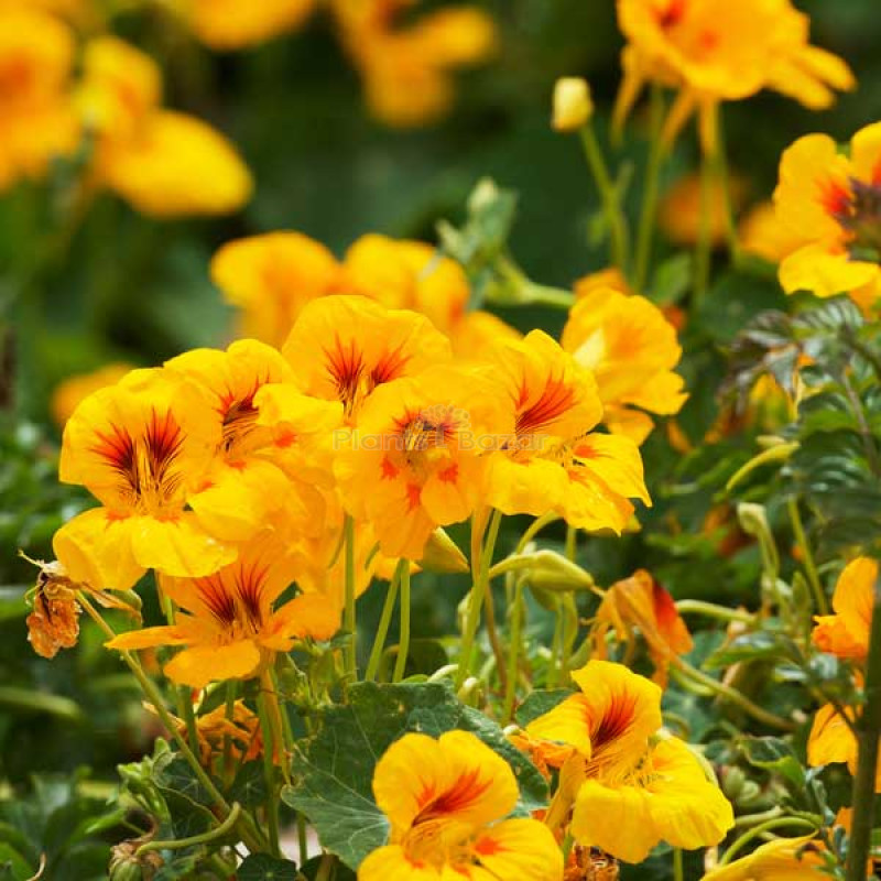 Nasturtium Golden Yellow Flowering Seeds