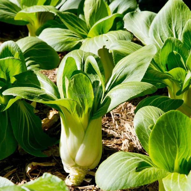 Pak Choy Vegetable Seeds