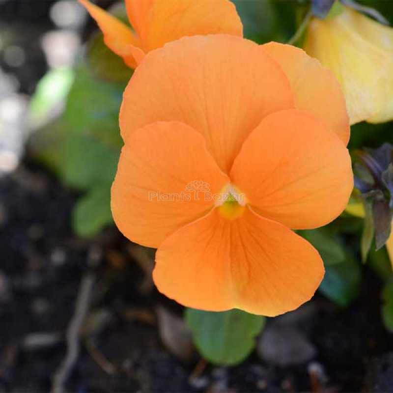 Pansy F1 Arancione Orange