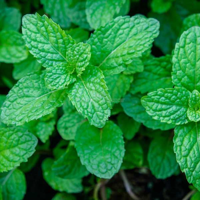 Peppermint Herb Seeds